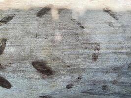 A large tree trunk with a large number of footprints photo