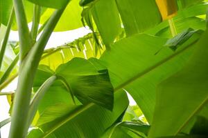 A banana tree with many green leaves photo