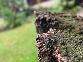 A close up of a tree trunk with moss on it photo