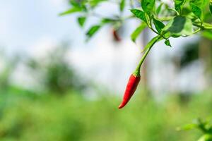 A red chili pepper hanging from a plant photo