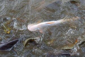 A fish is swimming in a pond with other fish photo