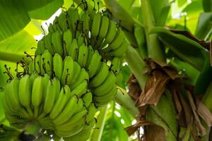 A bunch of bananas hanging from a tree photo