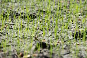 A close up of a field of grass photo