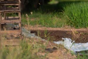 A cow is standing next to a stream photo