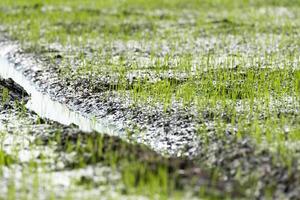 A puddle of water is running through a field of green grass photo