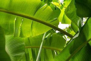 A close up of a banana tree with leaves photo