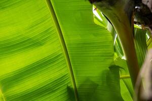 A banana tree with a banana leaf in the background photo