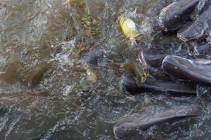 A group of fish in a river photo