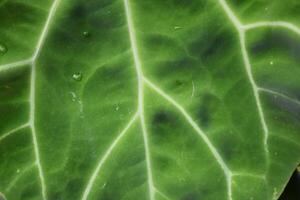 A close up of a leaf with water droplets on it photo