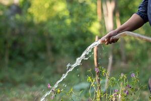 A person is watering a garden with a hose photo