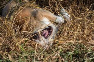 A dog laying in the grass with its mouth open photo