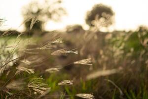 A close up of grass in the field photo