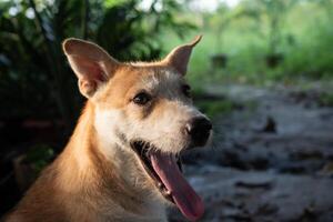 A dog with its tongue out and its mouth open photo