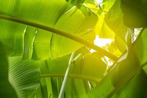 A banana tree with green leaves and sunlight photo