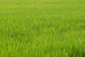 Green grass in a field photo