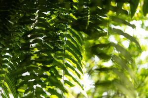 A close up of a green leafy tree photo