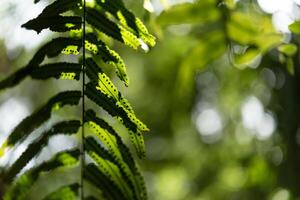 A close up of a fern leaf photo