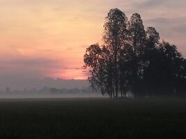 A foggy morning in the field photo