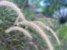A close up of some tall grass with some purple flowers photo