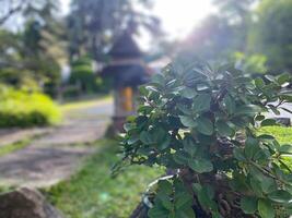 A small plant in a pot on the grass photo