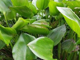 A large green plant with many leaves photo