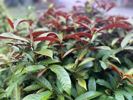 A bush with red and green leaves photo