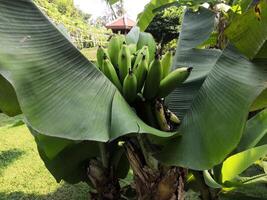 A bunch of bananas growing on a tree photo
