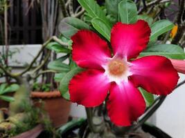A red flower in a pot photo