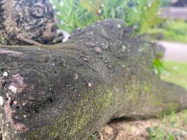 A close up of a tree trunk with moss growing on it photo