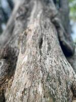 A close up of a tree trunk with a bird on it photo