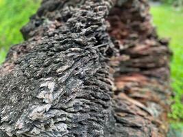 A close up of a tree trunk with a green background photo