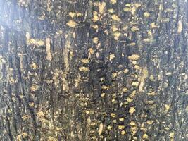 A close up of a tree trunk with a lot of holes photo