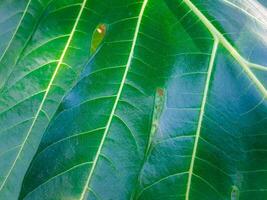 A close up of a green leaf with many leaves photo