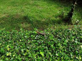 A dog is sitting in a bush on a grassy field photo