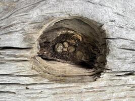 A bird's nest in a tree photo