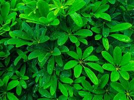 A close up of green leaves on a bush photo