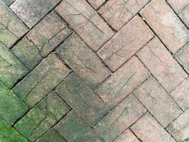 A brick walkway with green moss on it photo