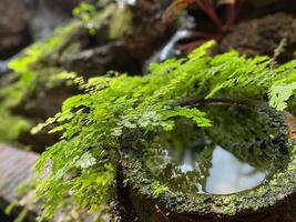 A water fountain with a plant in it photo
