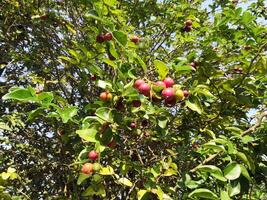A tree with many fruits on it photo