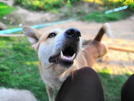 A dog with its mouth open and its tongue out photo