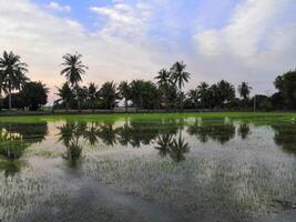 A rice field with palm trees and water photo
