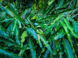 A close up of a tree with green leaves photo