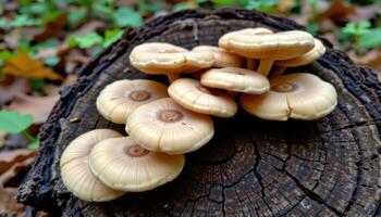 close up view of mushrooms creating a staircase like pattern on a decomposing stump. photo