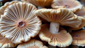 close up view of mushrooms with lace like gills under wide, flat caps. photo