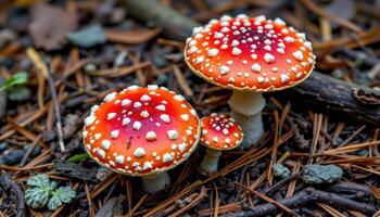 close up view of red capped fly agaric mushrooms dotted with white spots, nestled among fallen pine needles and lichen. photo
