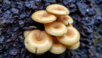 close up view of golden mushrooms growing in a cluster against dark, wet bark. photo