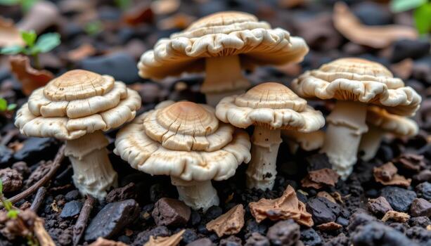 close up view of textured mushrooms with layered caps and gills, emerging from nutrient rich composted soil. photo