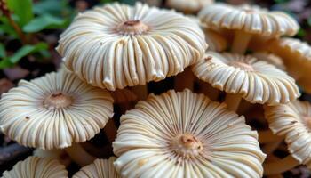 close up view of mushrooms with deeply ridged caps and curled edges. photo