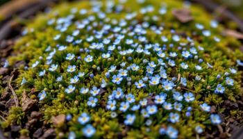 close up view of tiny forget me nots scattered like stars across a bed of green moss. photo