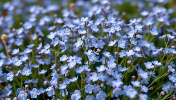 close up view of a patch of forget me nots with tiny blue petals clustered along thin green stems. photo